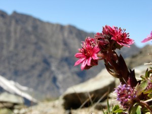 stockvault-alpine-flower111050